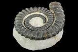 Devonian Ammonite (Anetoceras) - Morocco #110673-1